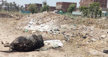 بالصور.. قارئ يشكو انتشار القمامة بـ "السلامون" فى سوهاج 