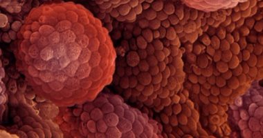 دراسة: جزيئات ذكية تثير خلايا الدم البيضاء لتصبح آلات أفضل للفتك بالسرطان