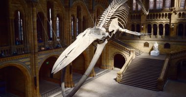 بالصور.. متحف التاريخ الطبيعى فى لندن يعرض أول هيكل عظمى للحوت الأزرق العملاق