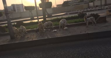 انتشار الكلاب الضالة فى شارع الطيران بمدينة نصر والأهالى يطالبون بالحل