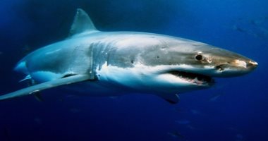 "محميات البحر الأحمر" تشكل لجنة للتحقيق حول ادعاء ظهور "القرش" برأس غارب 