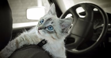 لو هتاخدها معاك المصيف.. 8 خطوات لتدريب القطط على ركوب السيارة