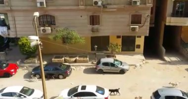  الكلاب الضالة والقمامة يحاصران المنطقة التاسعة فى مدينة نصر