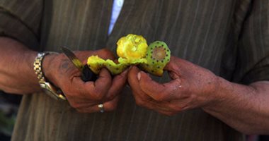 العاملون بحصاد التين الشوكي في القليوبية: موسم الفرحة بالنسبة لنا في كل عام