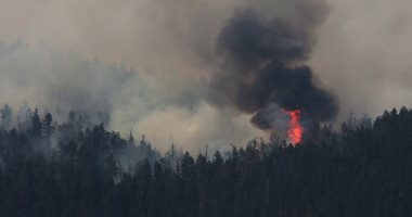 مستوطنون يشعلون النيران بأشجار زيتون جنوب نابلس 
