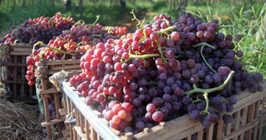 تعرف على الضوابط الجديدة لـ"الزراعة" لتصدير العنب للهند × 5 معلومات