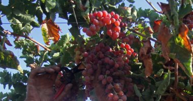 نشرات إرشادية لمزارعى الخضر والفاكهة تجنبا لمخاطر الموجة الحارة