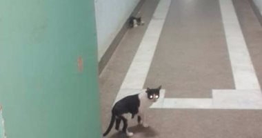 بالصور.. انتشار القطط بالمستشفى الجامعى فى شبين الكوم بالمنوفية