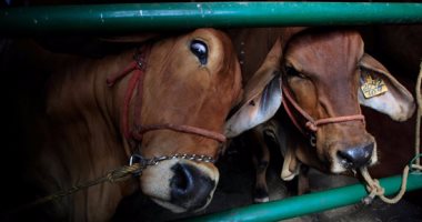 لخفض الانبعاثات الكربونية.. البرتغال تخطط لتقليل إنتاج لحوم البقر 