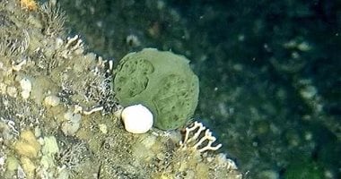 اكتشاف بكتيريا فى المحيط الهادئ تتحول إلى طعام للمخلوقات البحرية