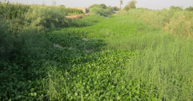 مواطن يشكو من تراكم ورد النيل والحشائش فى إحدى ترع المنوفية