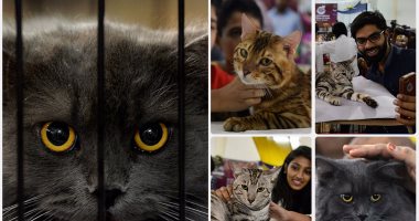 انطلاق مسابقة ملكة جمال القطط فى الهند
