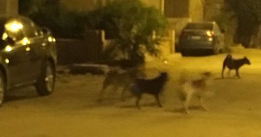 شكوى من انتشار الكلاب الضالة بشارع "نصوح" فى حلمية الزيتون
