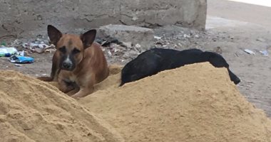 شكوى من انتشار الكلاب الضالة فى شوارع النويرى بمحافظة الفيوم