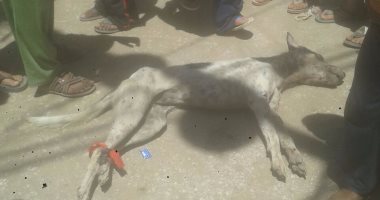 بالصور.. بيطرى الفيوم يعدم الكلاب الضالة بقحافة بعد عقر 17 شخصا