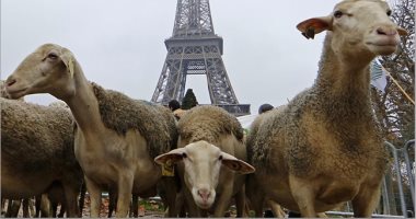 مزارعون فرنسيون يتظاهرون بـ3000 خروف للمطالبة بإجراءات ضد الذئاب