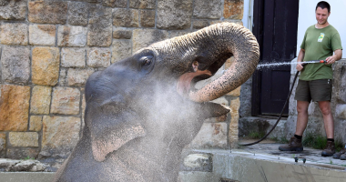 حفر خندق لإنقاذ فيل محاصر فى سريلانكا