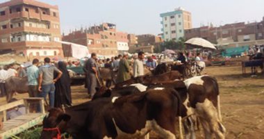 36 لجنة لتحصين 30 ألف رأس ماشية فى حملة بيطرية بكفر الشيخ