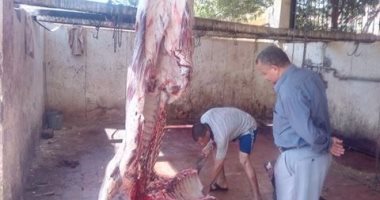  ذبح 400 رأس ماشية في اليوم الرابع لعيد الأضحى بكفر الشيخ 