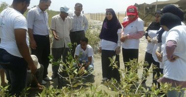 برنامج تدريبى لشباب الجامعات للتوسع فى زراعة أشجار "المانجروف"