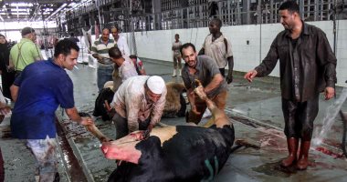 "مجازر أسيوط": إقبال ضعيف على المجازر وذبح 30 رأس ماشية فقط
