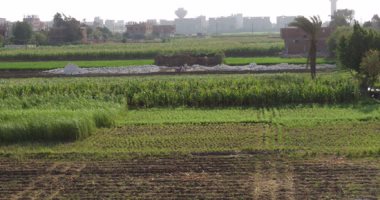 مدير "أكساد" لـ"أ ش أ": المشروعات العملاقة بمصر تمثل نقلة نوعية خاصة فى الزراعة