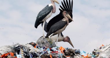 السجن والغرامة لمخالفى حظر الأكياس البلاستيكية فى كينيا