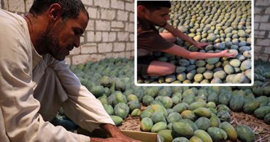 "رويترز" تنقل للعالم موسم حصاد "المانجو" المصرية فى 10 صور