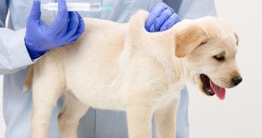 لو هتربى كلب.. دليلك الكامل للتطعيمات اللازمة ومواعيدها