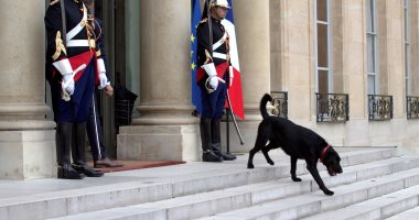 بالصور.."كلب ماكرون" يتجول فى قصر الإليزيه قبل وصول ضيوف الرئيس الفرنسى