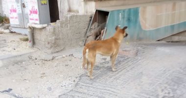 شكوى من انتشار الكلاب الضالة فى شارع "السباق" بمصر الجديدة