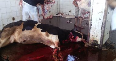 بالصور .. ذبح 120 رأس ماشية في اليوم الأول لعيد الأضحى في 19 مجزراً بكفر الشيخ
