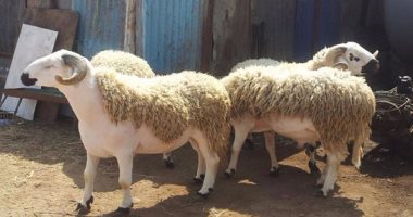 كيف تتأكد من سلامة خروف العيد قبل الشراء؟.. الزراعة تجيب