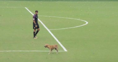 بالفيديو.. كلب يقتحم ملعب كولومبيا أثناء مواجهة البرازيل بتصفيات المونديال