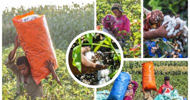 "الزراعة": حملات توعية لمزارعى القطن لزيادة المساحات بالموسم الجديد