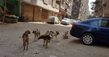 أهالى شارع الزهور بالمرج يستغيثون بسبب انتشار الكلاب الضالة