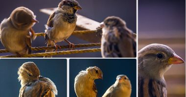 دراسة أمريكية جديدة تكشف تأثير أصوات الطيور على مزاج الإنسان