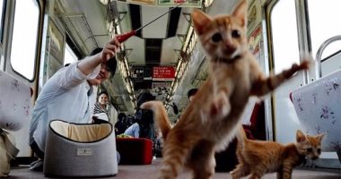 بالفيديو والصور.. افتتاح أول قطار للقطط فى اليابان.. "سافر وطبطب ودلع" 