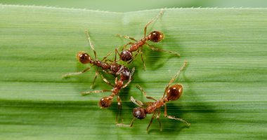أشرف الزهوى يكتب: النمل يعلمنا