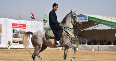غدا .. انطلاق مهرجان الخيول العربية الثانية فى المنوفية 