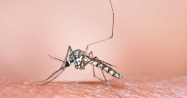 الإحتباس الحرارى يزيد خطر الإصابة بالملاريا فى المناطق الأكثر برودة