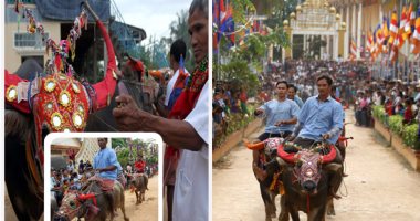  على ظهر "الجاموس" الكمبوديين يختمون مهرجان تكريم الموتى