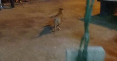 شكوى من انتشار الكلاب الضالة فى شارع المطار محافظة الأقصر