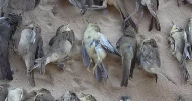 بالصور ..شاهد موسم صيد "السمان" و "العصافير" على سواحل سيناء