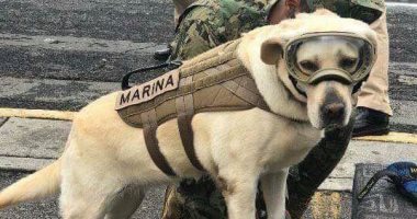 "تايم" تشيد بجهود الكلبة "فريدا" فى إنقاذ أرواح ضحايا زلزال المكسيك المدمر