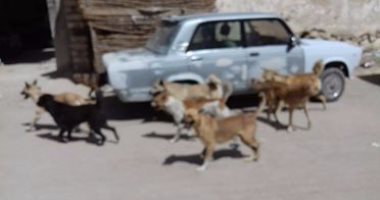 شكوى من انتشار الكلاب الضالة بشارع الوحدة فى إمبابة