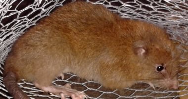 علماء يعثرون على نوع نادر من الفئران يستطيع كسر جوز الهند بأسنانه بجزر سليمان