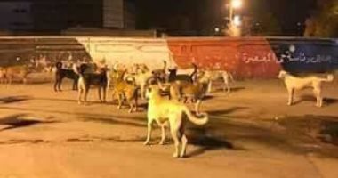 الكلاب الضالة تثير فزع أهالى قرية آدم بمحافظة البحيرة