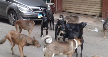 الكلاب الضالة مصدر لإزعاج أهالى شارع المعهد الدينى بالإسكندرية