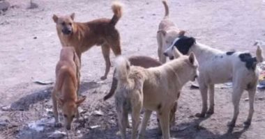 شكوى من انتشار الكلاب الضالة بشارع الفاروق عمر فى مدينة نصر